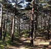 한국등산·트레킹지원센터 대관령소나무숲길, ‘친환경 추천 여행지’로 선정